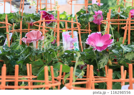 入谷の朝顔市 東京の夏の風物詩 朝顔の花 入谷の朝顔市 東京の夏の風物詩 朝顔の花 116298556