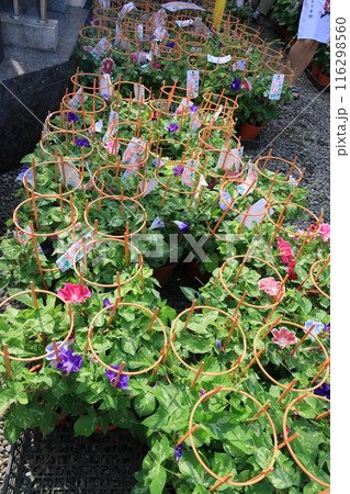 入谷の朝顔市　東京の夏の風物詩 116298560