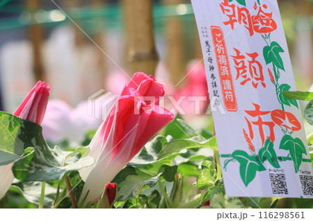 入谷の朝顔市　東京の夏の風物詩　朝顔の花 116298561