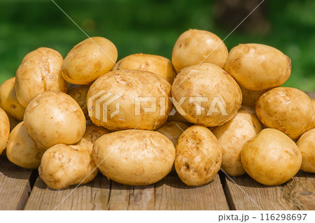 Potato harvest. Young raw potatoes on a wooden table and on a blurred green natural background. 116298697