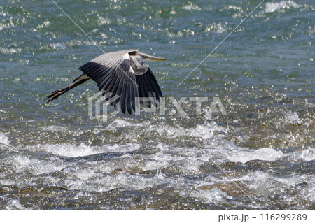 サギの飛翔 サギの飛翔 116299289