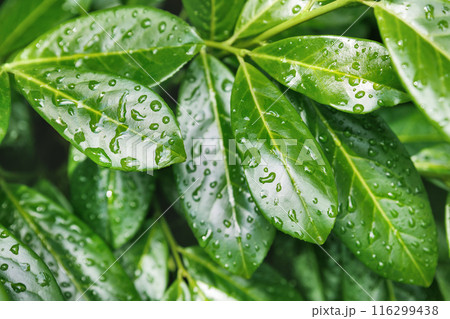 Beautiful close-up detail water juicy green leaf background.  We plant foliage at rainforest. Natural environmental abstract backdrop pattern. Greenery eco garden fresh texture 116299438