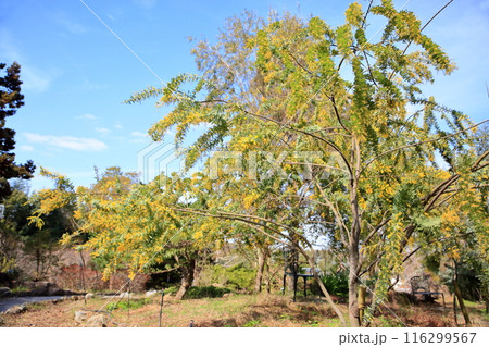 咲始め ギンヨウアカシアの花 咲始め ギンヨウアカシアの花 116299567