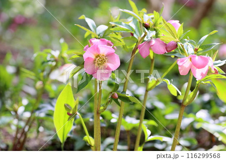 クリスマスローズの花 116299568