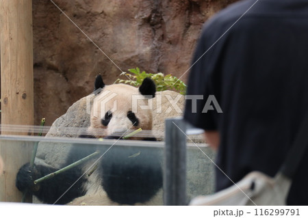 上野動物園のくつろぐパンダ 上野動物園のくつろぐパンダ 116299791