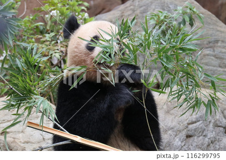 上野動物園のくつろぐパンダ 116299795