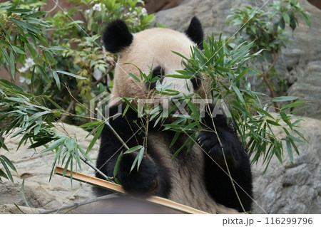上野動物園のくつろぐパンダ 116299796