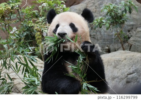 上野動物園のくつろぐパンダ 116299799