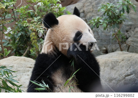 上野動物園のくつろぐパンダ 上野動物園のくつろぐパンダ 116299802