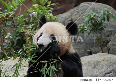 上野動物園のくつろぐパンダ 上野動物園のくつろぐパンダ 116299807
