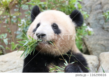 上野動物園のくつろぐパンダ 116299816