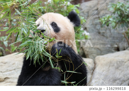 上野動物園のくつろぐパンダ 116299818