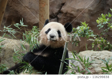 上野動物園のくつろぐパンダ 116299838