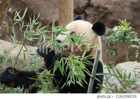 上野動物園のくつろぐパンダ 上野動物園のくつろぐパンダ 116299839