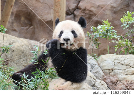 上野動物園のくつろぐパンダ 上野動物園のくつろぐパンダ 116299848