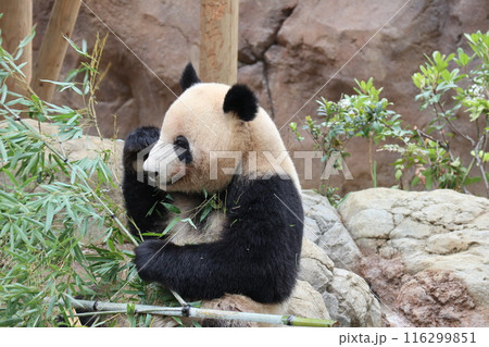 上野動物園のくつろぐパンダ 116299851