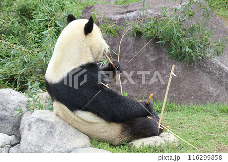 上野動物園のくつろぐパンダ 116299858