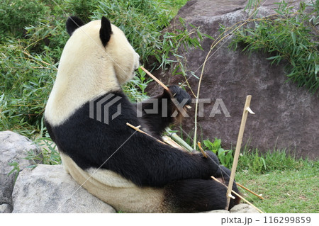 上野動物園のくつろぐパンダ 116299859