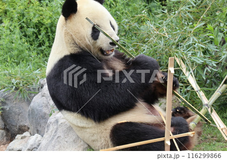 上野動物園のくつろぐパンダ 上野動物園のくつろぐパンダ 116299866