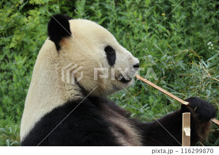 上野動物園のくつろぐパンダ 116299870