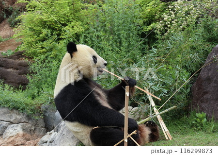 上野動物園のくつろぐパンダ 上野動物園のくつろぐパンダ 116299873
