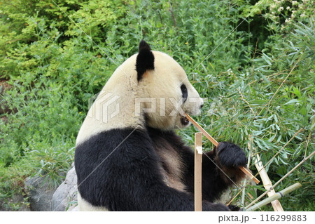 上野動物園のくつろぐパンダ 116299883