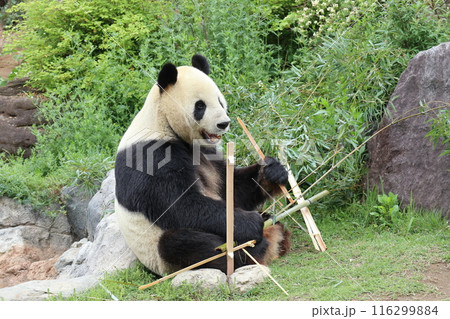 上野動物園のくつろぐパンダ 116299884