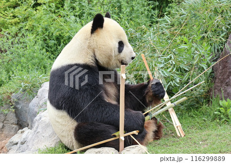 上野動物園のくつろぐパンダ 116299889