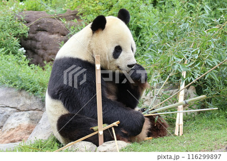 上野動物園のくつろぐパンダ 上野動物園のくつろぐパンダ 116299897