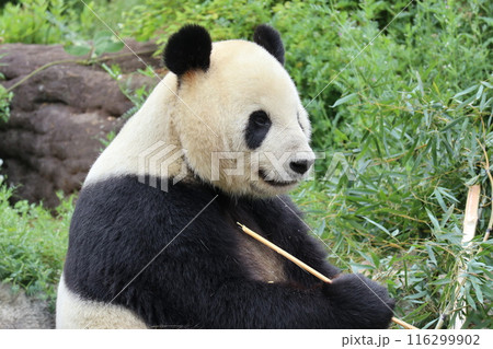 上野動物園のくつろぐパンダ 116299902