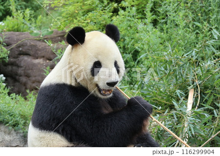 上野動物園のくつろぐパンダ 上野動物園のくつろぐパンダ 116299904
