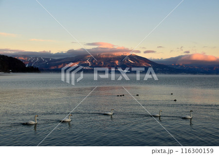 猪苗代湖の白鳥 116300159