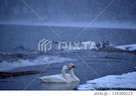 猪苗代湖の白鳥 116300223