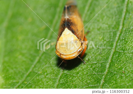 ブチミャクヨコバイの一種 116300352