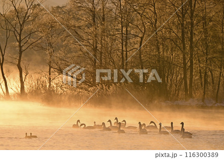 猪苗代湖の白鳥 116300389