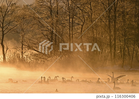 猪苗代湖の白鳥 猪苗代湖の白鳥 116300406