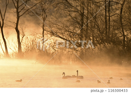 猪苗代湖の白鳥 猪苗代湖の白鳥 116300433