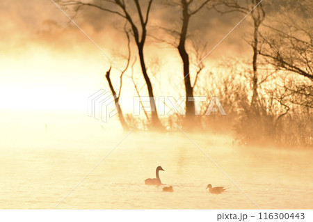猪苗代湖の白鳥 猪苗代湖の白鳥 116300443
