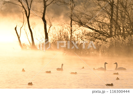 猪苗代湖の白鳥 116300444