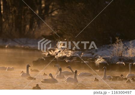 猪苗代湖の白鳥 116300497
