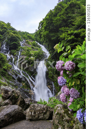 見帰りの滝と紫陽花 見帰りの滝と紫陽花 116301023