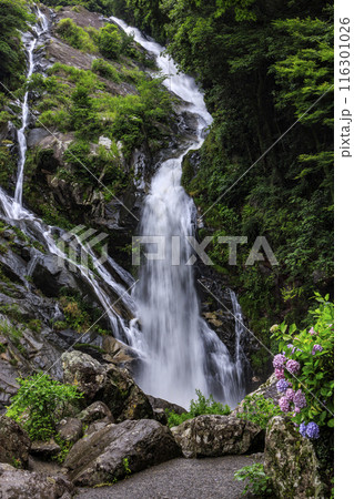 見帰りの滝と紫陽花 116301026
