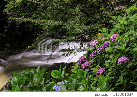 見帰りの滝と紫陽花 116301034