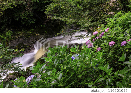 見帰りの滝と紫陽花 116301035