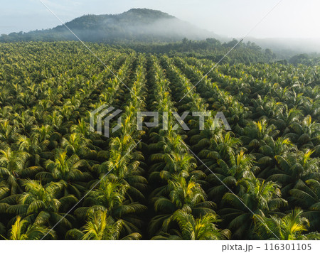 Aerial view of coconut trees field Aerial view of coconut trees field 116301105