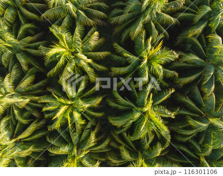 Aerial view of coconut trees field 116301106