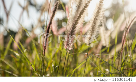 foxtail grass in growth outdoor 116301145
