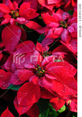 Red poinsettia Christmas flowers in garden Red poinsettia Christmas flowers in garden 116301188
