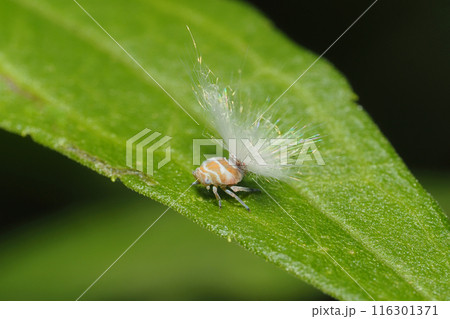 アミガサハゴロモの幼虫 116301371