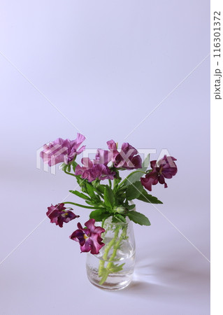 ガラス瓶に挿したパンジー 116301372